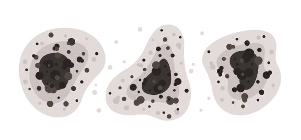 Best Mold-Related Health Consultation  in Batavia, IL