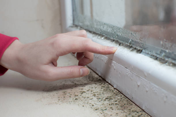 Best Emergency Mold Remediation  in Batavia, IL