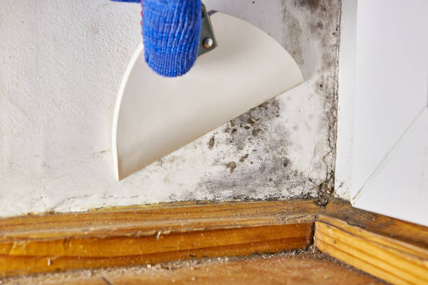Best Post-Construction Mold Inspection  in Batavia, IL